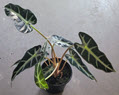 4" Alocasia Bambino  